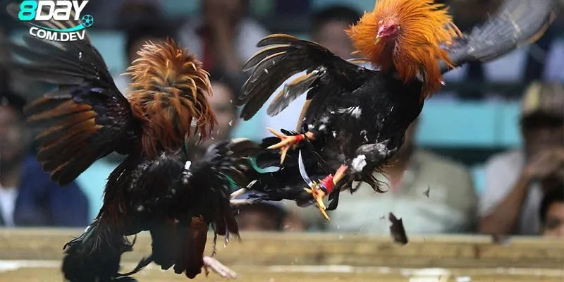 Khái quát về môn thể thao mới và hấp dẫn nhất hiện nay